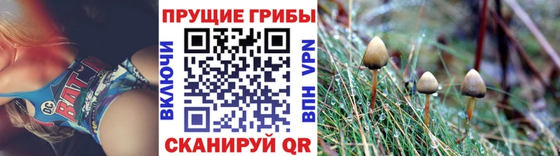 Псилоцибиновые грибы прущие грибы  ОМГ ОМГ как зайти  Дубовка  что такое  
